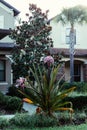 Crinum amabile